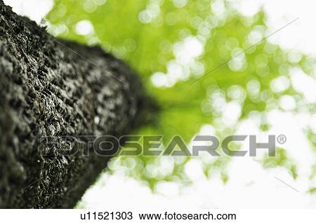 A tree View Large Photo Image Stock Image - A tree. Fotosearch