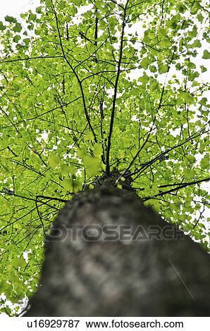 A tree View Large Photo Image Stock Photo - A tree. Fotosearch