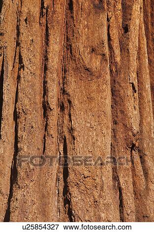 Stock Photo - A tree trunk. Fotosearch