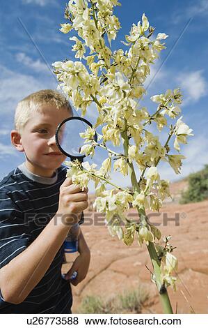 A young boy at Red Rock examining a plant View Large Photo Image Stock Photo - A young boy at Red Rock examining a plant. Fotosearch