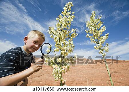A young boy at Red Rock examining a plant View Large Photo Image Stock Photograph - A young boy at Red Rock examining a plant. Fotosearch