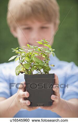 A young boy holding a plant View Large Photo Image Stock Image - A young boy holding a plant. Fotosearch