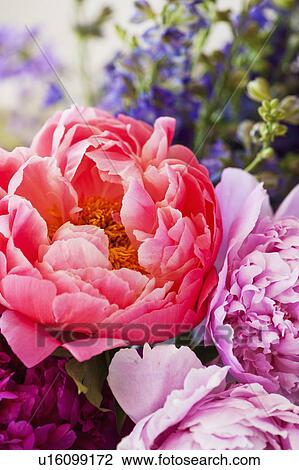 Assorted flowers View Large Photo Image Stock Image - Assorted flowers. Fotosearch