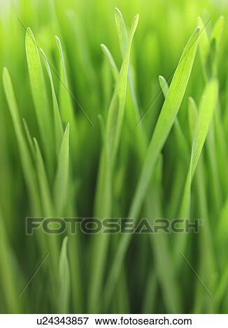 Close up of grass View Large Photo Image Stock Photo - Close up of grass. Fotosearch