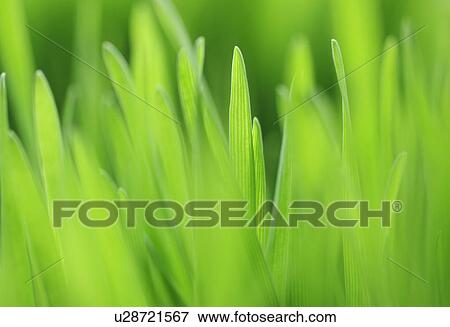 Close up of grass View Large Photo Image Stock Photo - Close up of grass. Fotosearch