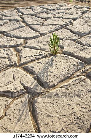 Picture - Cracked earth. Fotosearch