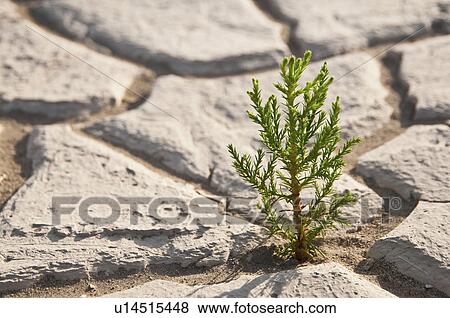 Stock Photo - Cracked earth. Fotosearch