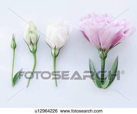 Flower growth View Large Photo Image Stock Photograph - Flower growth. Fotosearch