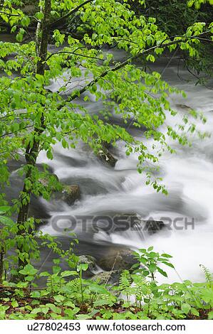 Stock Image - Flowing creek. Fotosearch
