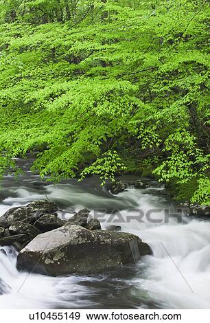 Flowing creek View Large Photo Image Stock Photo - Flowing creek. Fotosearch