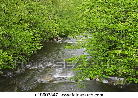 Flowing creek View Large Photo Image Stock Photo - Flowing creek. Fotosearch