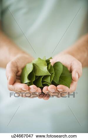 Hand holding leaves View Large Photo Image Stock Photo - Hand holding leaves. Fotosearch