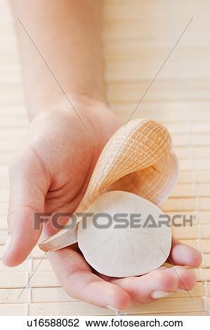 Hand holding seashells View Large Photo Image Stock Image - Hand holding seashells. Fotosearch