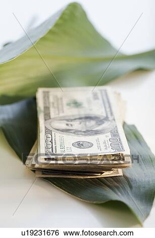Stock Photograph - Hundred dollar bills on a leaf. Fotosearch