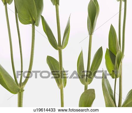 Stock Image - Leaves on stems. Fotosearch