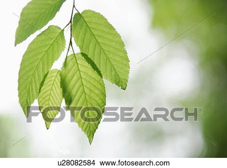 Picture - Leaves. Fotosearch