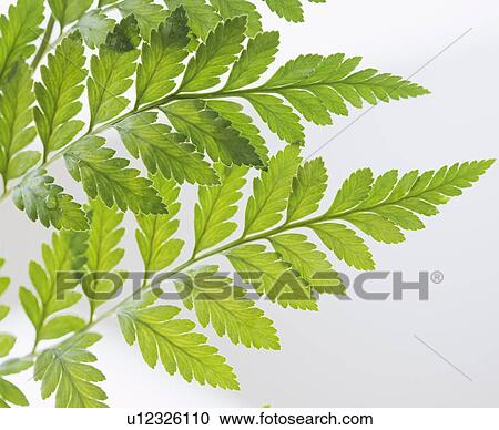 Leaves View Large Photo Image Stock Image - Leaves. Fotosearch