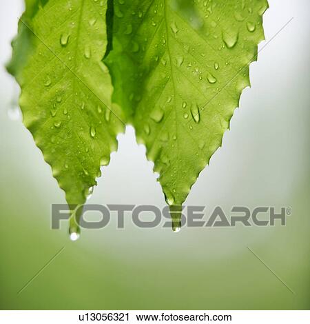 Stock Image - Leaves. Fotosearch