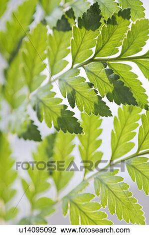 Leaves View Large Photo Image Stock Image - Leaves. Fotosearch