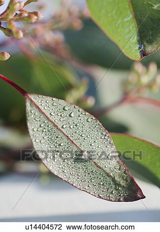 Stock Image - Leaves. Fotosearch