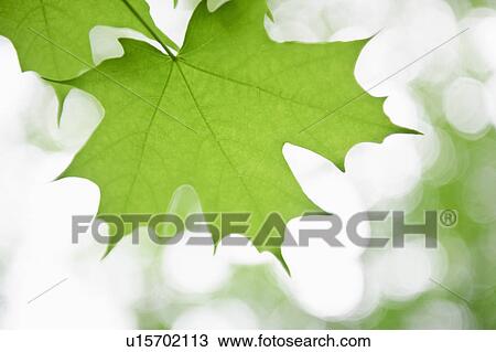Leaves View Large Photo Image Stock Image - Leaves. Fotosearch