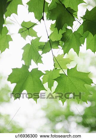 Stock Image - Leaves. Fotosearch