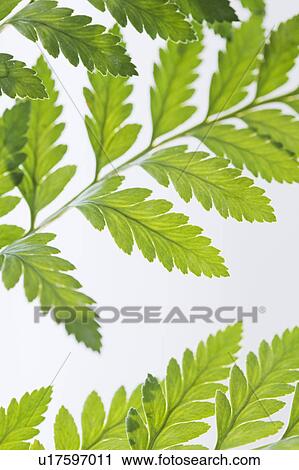 Stock Image - Leaves. Fotosearch