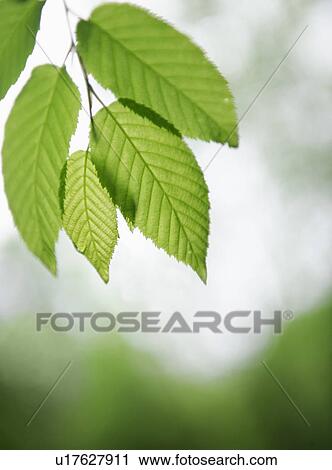 Stock Image - Leaves. Fotosearch