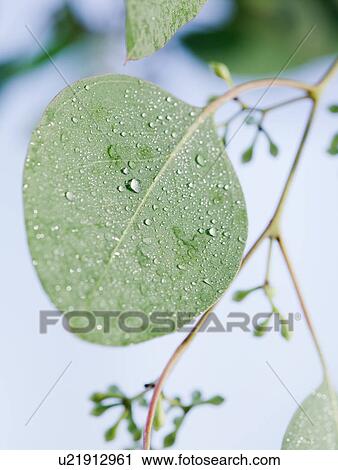 Stock Image - Leaves. Fotosearch