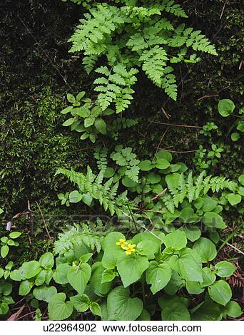 Stock Image - Leaves. Fotosearch