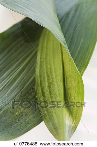 Stock Photo - Leaves. Fotosearch