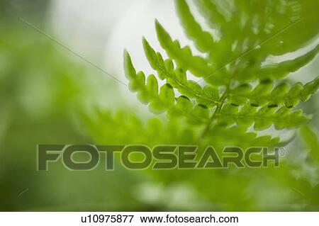 Leaves View Large Photo Image Stock Photo - Leaves. Fotosearch
