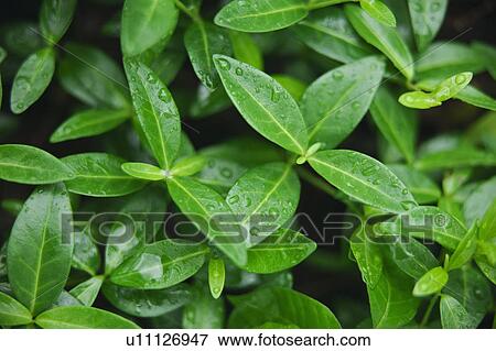 Leaves View Large Photo Image Stock Photo - Leaves. Fotosearch