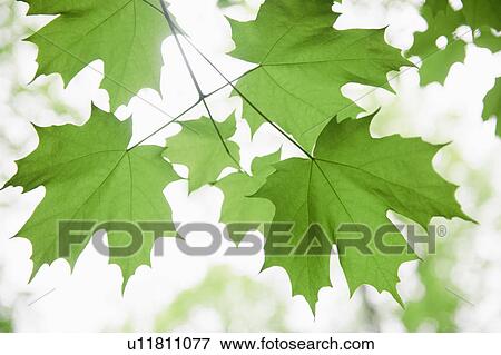 Stock Photo - Leaves. Fotosearch