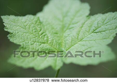 Leaves View Large Photo Image Stock Photo - Leaves. Fotosearch