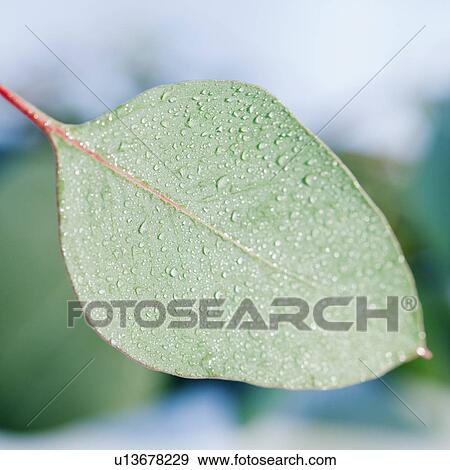 Leaves View Large Photo Image Stock Photo - Leaves. Fotosearch