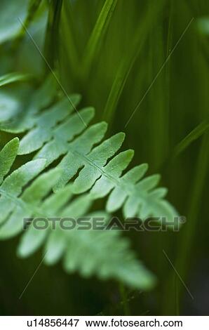 Leaves View Large Photo Image Stock Photo - Leaves. Fotosearch