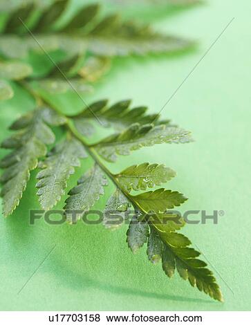 Leaves View Large Photo Image Stock Photo - Leaves. Fotosearch