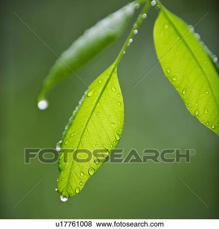 Leaves View Large Photo Image Stock Photo - Leaves. Fotosearch