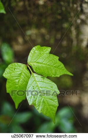 Leaves View Large Photo Image Stock Photo - Leaves. Fotosearch