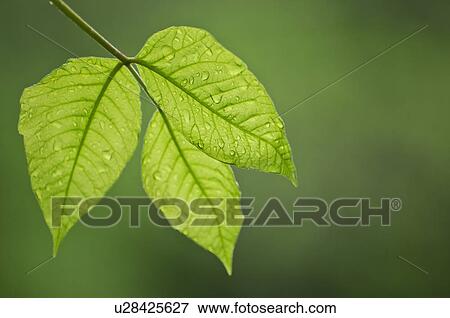 Stock Photo - Leaves. Fotosearch