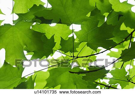 Stock Photography - Leaves. Fotosearch