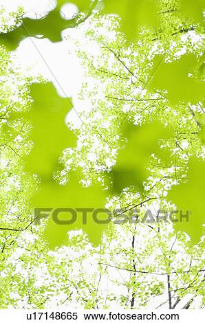 Stock Photography - Leaves. Fotosearch