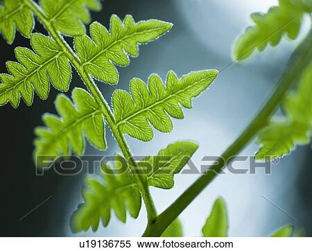 Stock Photography - Leaves. Fotosearch