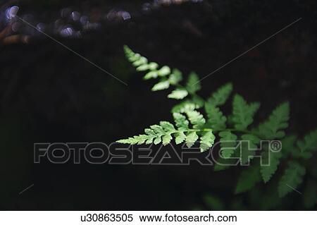 Leaves View Large Photo Image Stock Photography - Leaves. Fotosearch