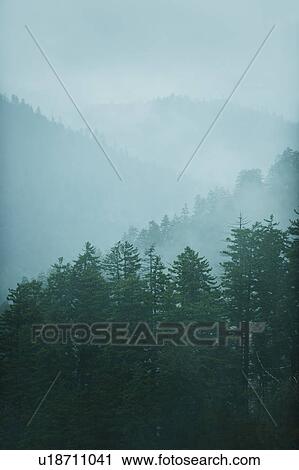 Mountain landscape with trees View Large Photo Image Stock Image - Mountain landscape with trees. Fotosearch