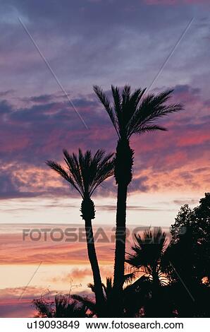 Stock Photo - Palm trees by power lines. Fotosearch