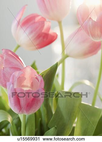 Stock Image - Pink Flowers. Fotosearch