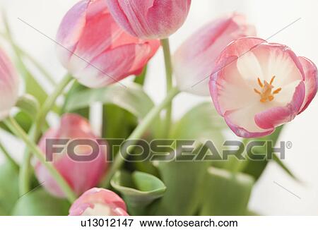 Pink Flowers View Large Photo Image Stock Photo - Pink Flowers. Fotosearch