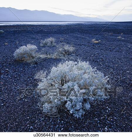 Stock Image - Sage brush in Death Valley. Fotosearch
